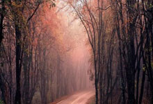 法甲积分榜新浪上怎么看？最新排名和争冠保级形势如何？